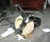 RYNO One Wheel Motorcycle Fabrication