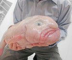 Dude's Top 10 Picks for Animal Reincarnation