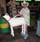 Top 10 Halloween Costumes - Sheep Shagger