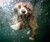 Underwater Dogs - Subsurface Fetching Photos