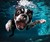 Underwater Dogs - Subsurface Fetching Photos