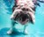 Underwater Dogs - Subsurface Fetching Photos
