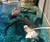 Cage of Death Crocodile Dive