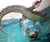 Cage of Death Crocodile Dive