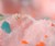 Pop Rocks Cotton Candy Closeup