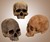 Human Skull Chocolates