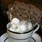 Sugar Cube  Skulls