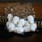 Sugar Cube  Skulls
