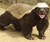 The Honey Badger