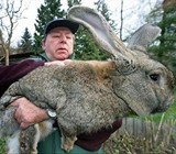 Fresh Whole Rabbit
