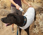 Dog Balancing Treats