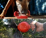 Dog Balancing Treats