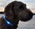Blue glowdoggie Dog Collar