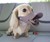 Duckface Dog Muzzle