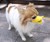 Duckface Dog Muzzle