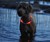 Red glowdoggie Dog Collar