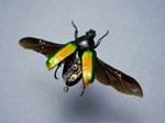 The Bug Hunter