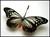 Steampunk Insects-6652