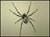 Steampunk Insects-7541