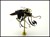 Steampunk Insects-1028