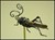 Steampunk Insects-2659