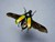 Steampunk Insects