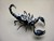 Steampunk Insects