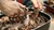 Bear Paw Meat Handler Forks