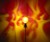 Mood Lights - Image Projecting Bulbs 
