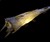 Skinned Cod Fish Lights