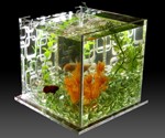 Self-Cleaning Aquarium