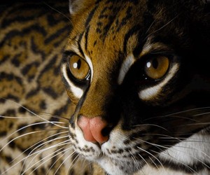 $20,000 Hypoallergenic Designer House Cat