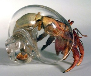 Blown Glass Hermit Crab Shells