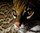 $20,000 Hypoallergenic Designer House Cat