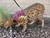 $20,000 Hypoallergenic Designer House Cat