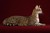 $20,000 Hypoallergenic Designer House Cat