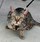 $20,000 Hypoallergenic Designer House Cat