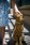$20,000 Hypoallergenic Designer House Cat
