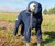 Dog Snowsuit