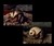 Gold and Platinum Hermit Crab Shells