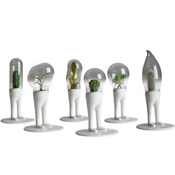 Domsai Terrariums