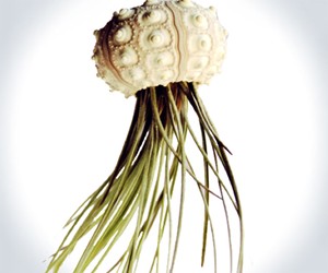 Jellyfish Air Plants
