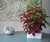 Click & Grow SmartPot Plants - Painted Nettle