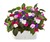Click & Grow SmartPot Plants - Busy Lizzy