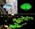 Glow-in-the-Dark Mushroom Garden - Closeup & Panorama