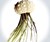 Jellyfish Air Plants