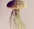 Jellyfish Air Plants