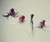 Jellyfish Air Plants