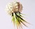 Jellyfish Air Plants