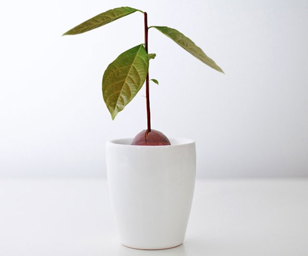 The Avocado Incubator